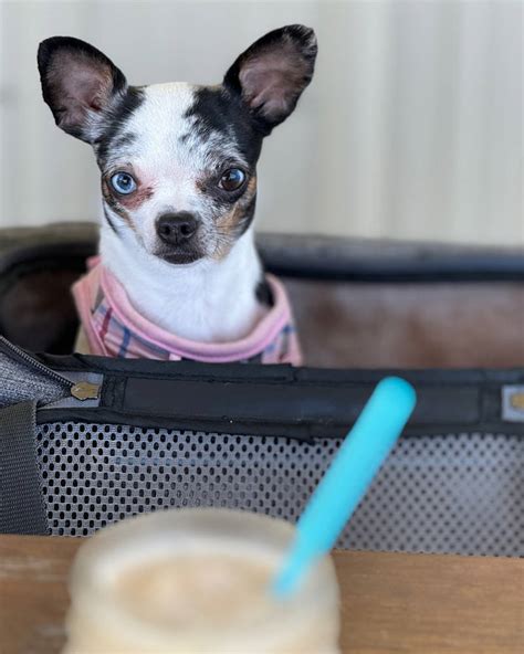 Image result for Dramatic Doggo