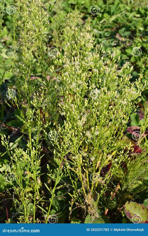 Canadian Horseweed Conyza Canadensis Stock Image - Image of erigeron, closeup: 203231785
