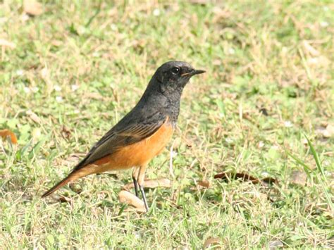 Less Common Birds of IIT Kanpur ... and North India
