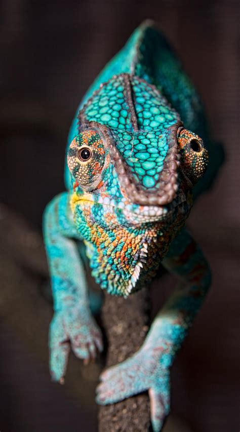 Pin by Igor Costa on Chameleon | Chameleon pet, Types of chameleons ...