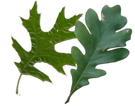 Red Oak vs White Oak Leaves How to Tell Them Apart