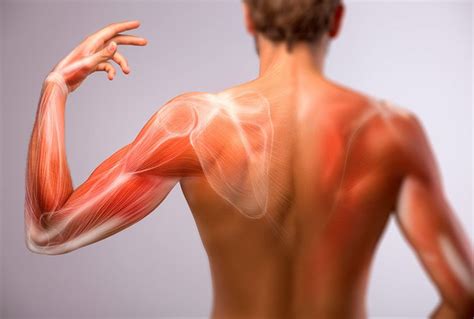 Image result for Programma Del Corso