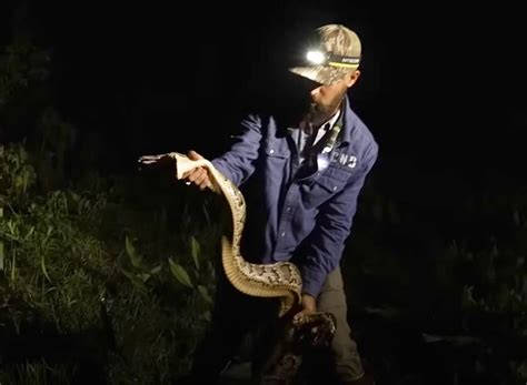 Image result for 50-Foot Python