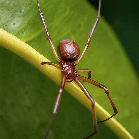 16 Spiders That Look Like Black Widows (False Widows) With Pictures