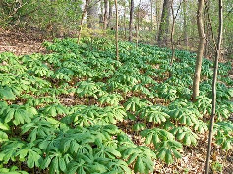 May Apple Plant | Plants, Apple plant, Shade perennials