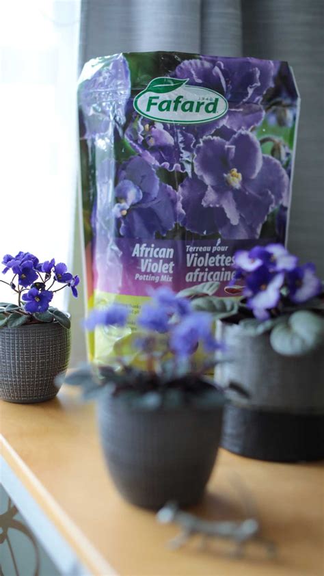 Which potting soil to use for your plants?