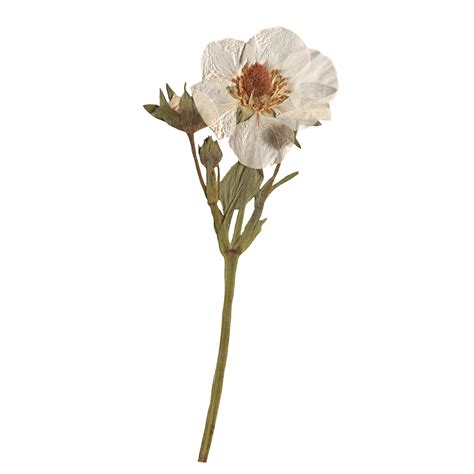 Isolated Pressed and dried White flower. Aesthetic scrapbooking Dry ...