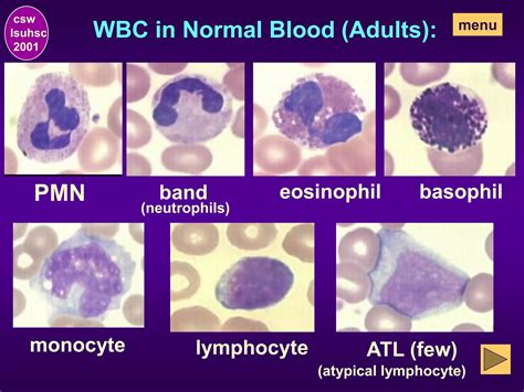 CBC Part 2 - WBC Differential & Morphology.pdf