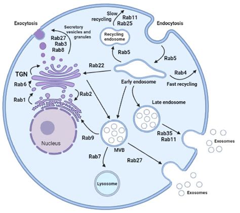 Small Rab GTPases in Intracellular Vesicle Trafficking: The Case of ...