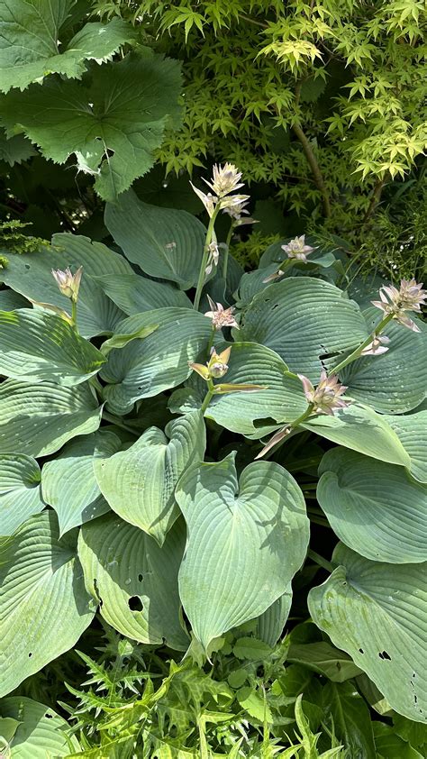 How to Grow Hostas from Seed — Meadowlark Journal