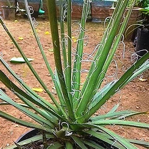 myBageecha - White Thread of Cascade Live Outdoor Cactus Cactii Plant ...