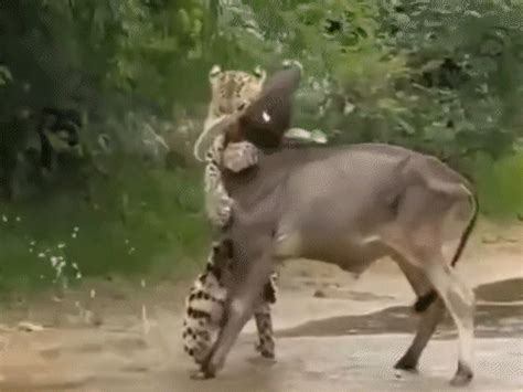 Leopard ambushes calf in Pali's Jawai Reserve: Escapes into forest ...