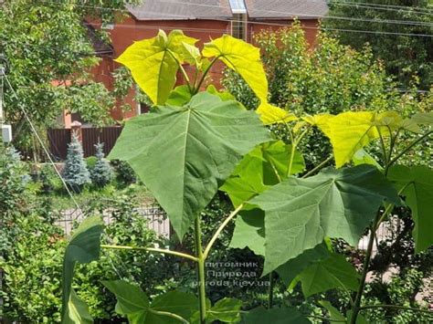 Павловния войлочная (Paulownia tomentosa) ФОТО (16) - Питомник растений ...