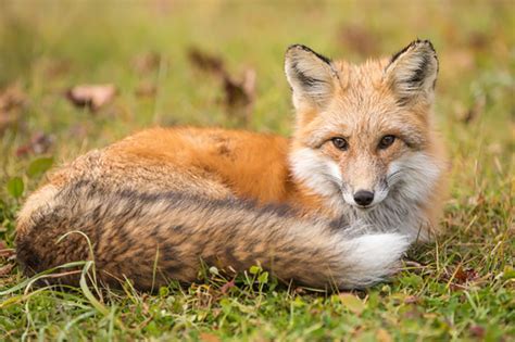 Image result for Windows PowerShell Fox