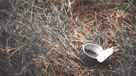 Ecology Examples 的图像结果