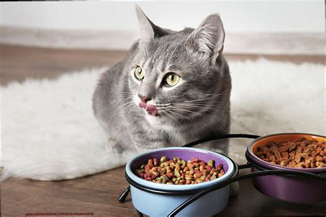 Why Do Cats Quit Eating? 7 Common Health Red Flags