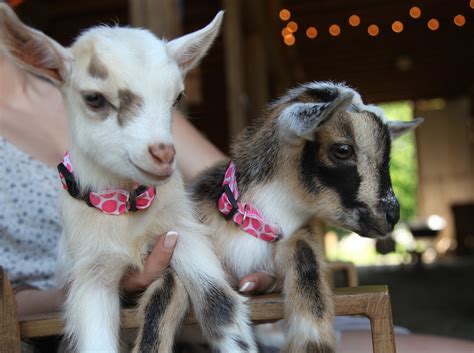 Goats for Sale — Sunflower Farm Creamery