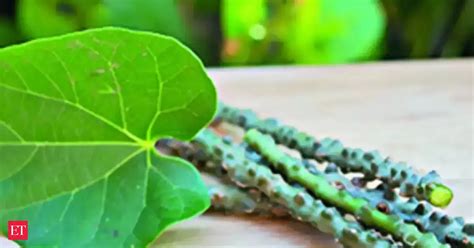 In a first, IISER scientists sequence genome of Giloy plant - The ...