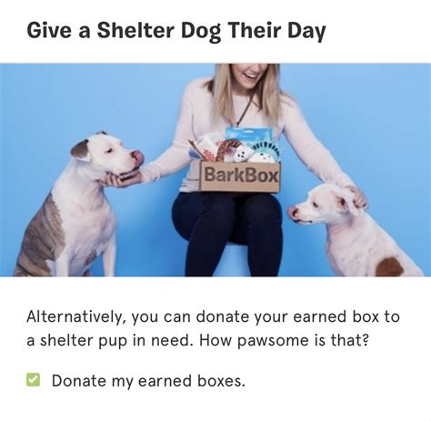 Is Barkbox Worth It? - Dogs & Design