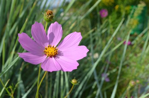 Red Cosmos Flower Meaning