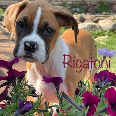 Image result for Boxer Dog Poop