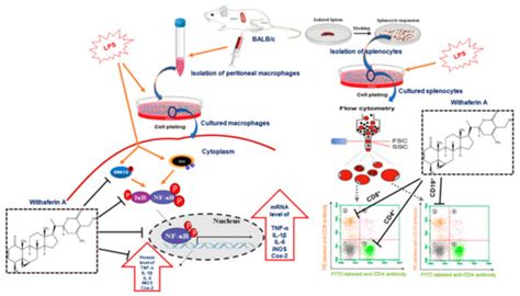 Evaluation of the Cytotoxic, Anti-Inflammatory, and Immunomodulatory ...