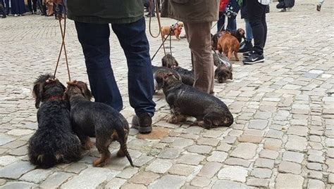 Regensburg: Dackelparade mit tausenden Besuchern | charivari