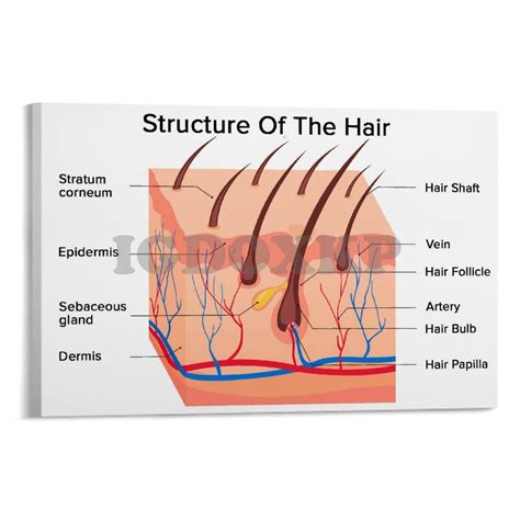 Hair Shaft Diagram