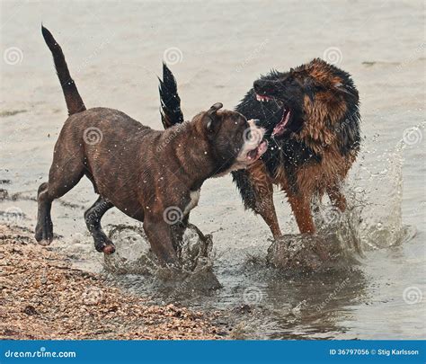 Two puppy fight hard stock photo. Image of breeding, closeup - 36797056