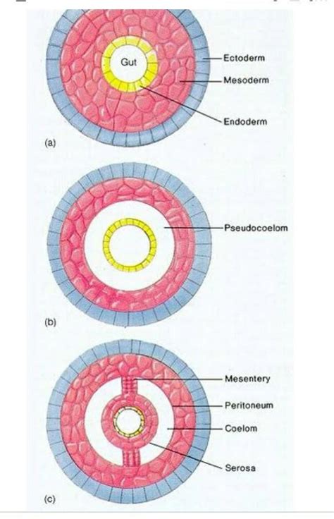 What is coelomates? - Brainly.in