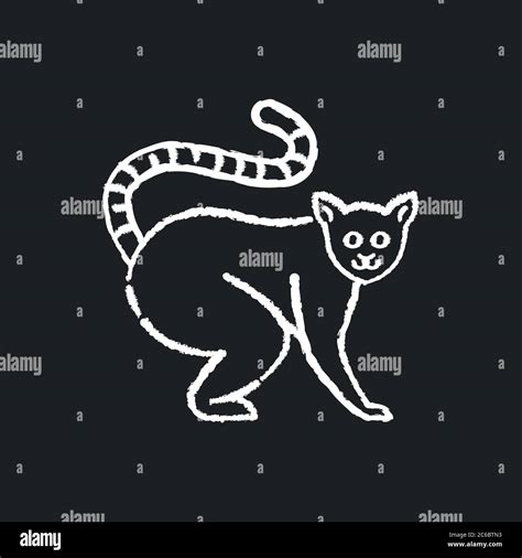 Ring tailed lemur chalk white icon on black background. Adorable exotic animal, tropical ...