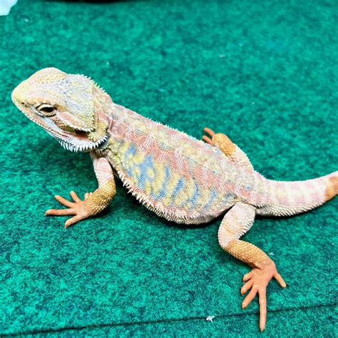 Snow Bearded Dragon Baby