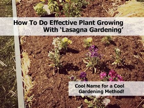 How To Do Effective Plant Growing With 'Lasagna Gardening'
