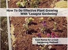 How To Do Effective Plant Growing With 'Lasagna Gardening'