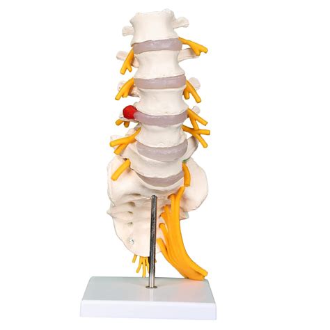 Kay Kay Industries LUMBAR SACRUM SPINE MODEL : Amazon.in: Industrial ...