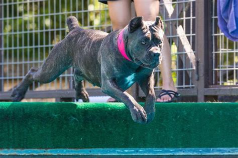 Cane Corso Dogs Attack 的图像结果