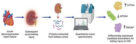 Identifying Candidate Protein Markers of Acute Kidney Injury in Acute ...