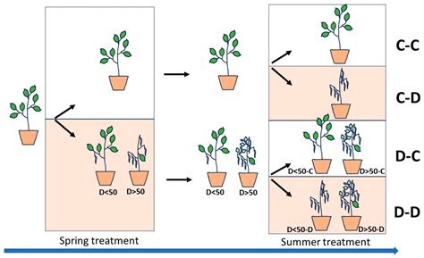 Timing of Drought and Severity of Induced Leaf Desiccation Affect ...