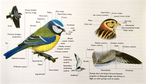 Parts Of A Bird