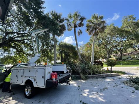How to Save Split Tree Trunk Small Tree 的图像结果