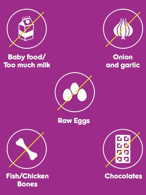 Whiskas Adult (1+ Years) Wet Cat Food, Chicken in Gravy, 12 x 85 g ...