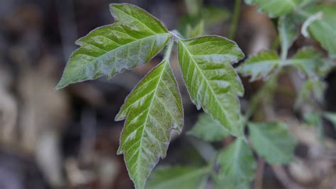 What Does a Poison Ivy Rash Look Like? Pictures and Treatment - GoodRx