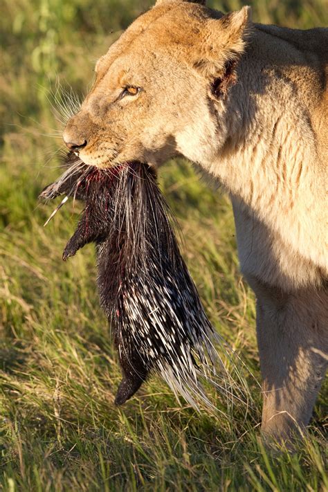 Predators Of Porcupines