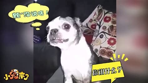 萌宠合辑——有趣的狗狗视频Pets Collection - Funny Dog Video - YouTube