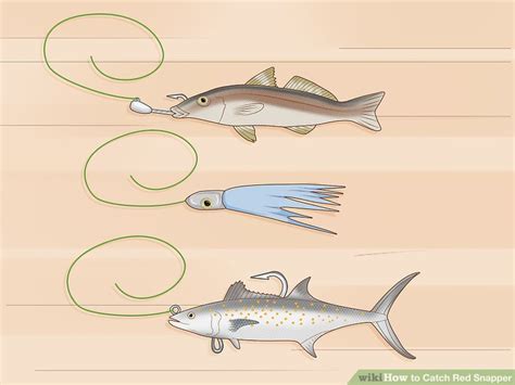 Image result for How to Catch Red Snapper