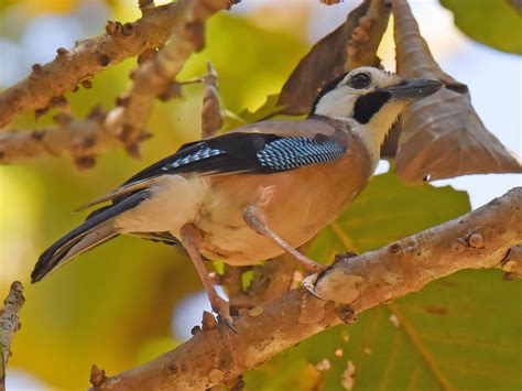 Eurasian Jay - eBird