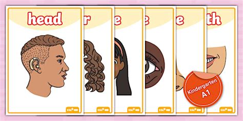 ESL Parts of the Body Posters for Kindergarten - Twinkl