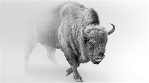 Identifying White Buffalo : Different types of ivory and how to ...
