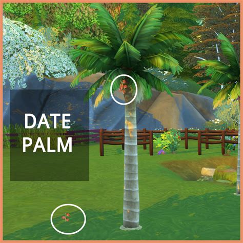 HARVESTABLE DATE PALM – icemunmun