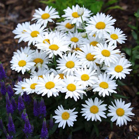 Daisy Seeds - Shasta | Flower Seeds in Packets & Bulk | Eden Brothers